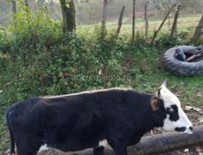 Продаю быков. Срочно!!!