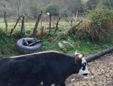 Продаю быков. Срочно!!!