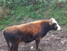 Продаю быков. Срочно!!!
