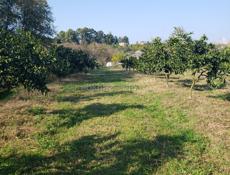 Продам свой дом 1.5 гектар территории