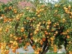 Куплю мандарины 