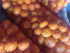 Мандарины собранные