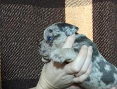 Мраморные французики БРОНЬ