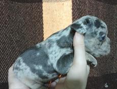 Мраморные французики БРОНЬ