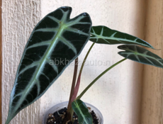 Алоказии и др 