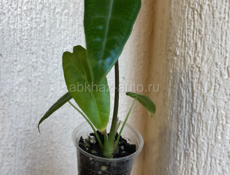 Алоказии и др 