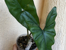 Алоказии и др 