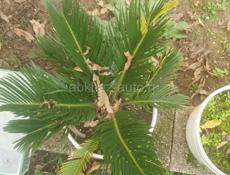 Продаю саговые пальмы