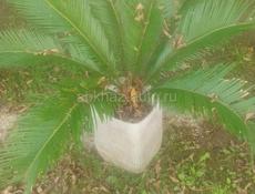 Продаю саговые пальмы 