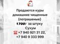 Продаются домашние куры