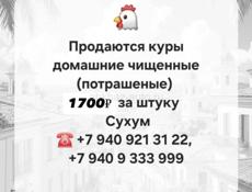 Продаются домашние куры