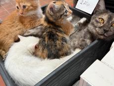 котята в добрые руки 