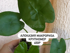 комнатные растения