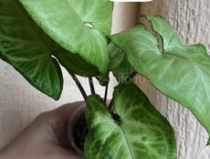 комнатные растения