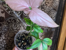 комнатные растения