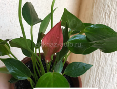 комнатные растения