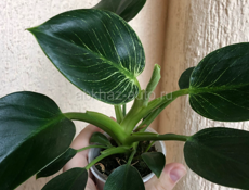 комнатные растения