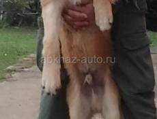 Пропала собака