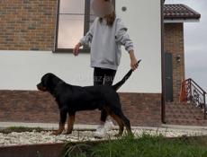 Пропал щенок ротвейлера 7 месяцев