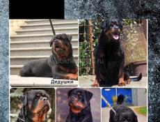 Пропал щенок ротвейлера 7 месяцев