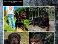 Пропал щенок ротвейлера 7 месяцев