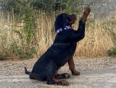 Пропал щенок ротвейлера 7 месяцев