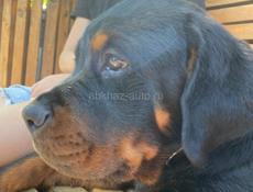 Пропал щенок ротвейлера 7 месяцев