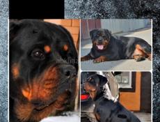 Пропал щенок ротвейлера 7 месяцев