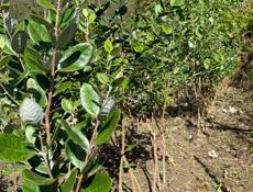 продаются саженцы 