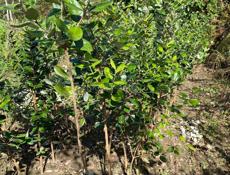 продаются саженцы 