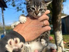 В добрые ручки