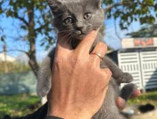 В добрые ручки