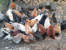 Продаются цыплята шестой месяц.