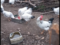 Продам домашних Курей чищеных и живых 