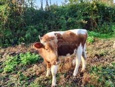 Продам бычка