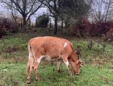 Корова стельная