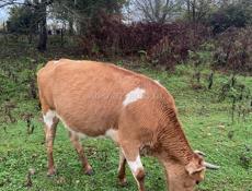 Корова стельная