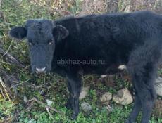 Все вместе за 80