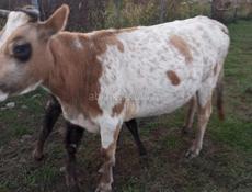 Все вместе за 80