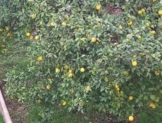 Срочно,такая цена до 15 декабря.