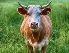 Продаю корова (ажә ҵәыр )