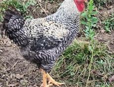 Петухи взрослые