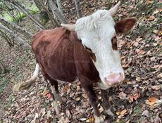 Продам бычка