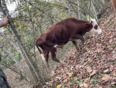 Продам бычка