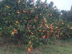 мандарин продаю соберу переберу при вас , любои в ден соберём до пити тогн, цена 90 рублей, ящики толка ваш.