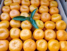 мандарин продаю соберу переберу при вас , любои в ден соберём до пити тогн, цена 90 рублей, ящики толка ваш.