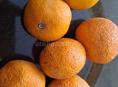 продам мандарины