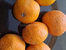 продам мандарины