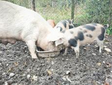 Продается поросенок девочка