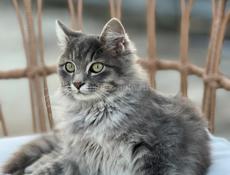 В добрые руки мальчик 